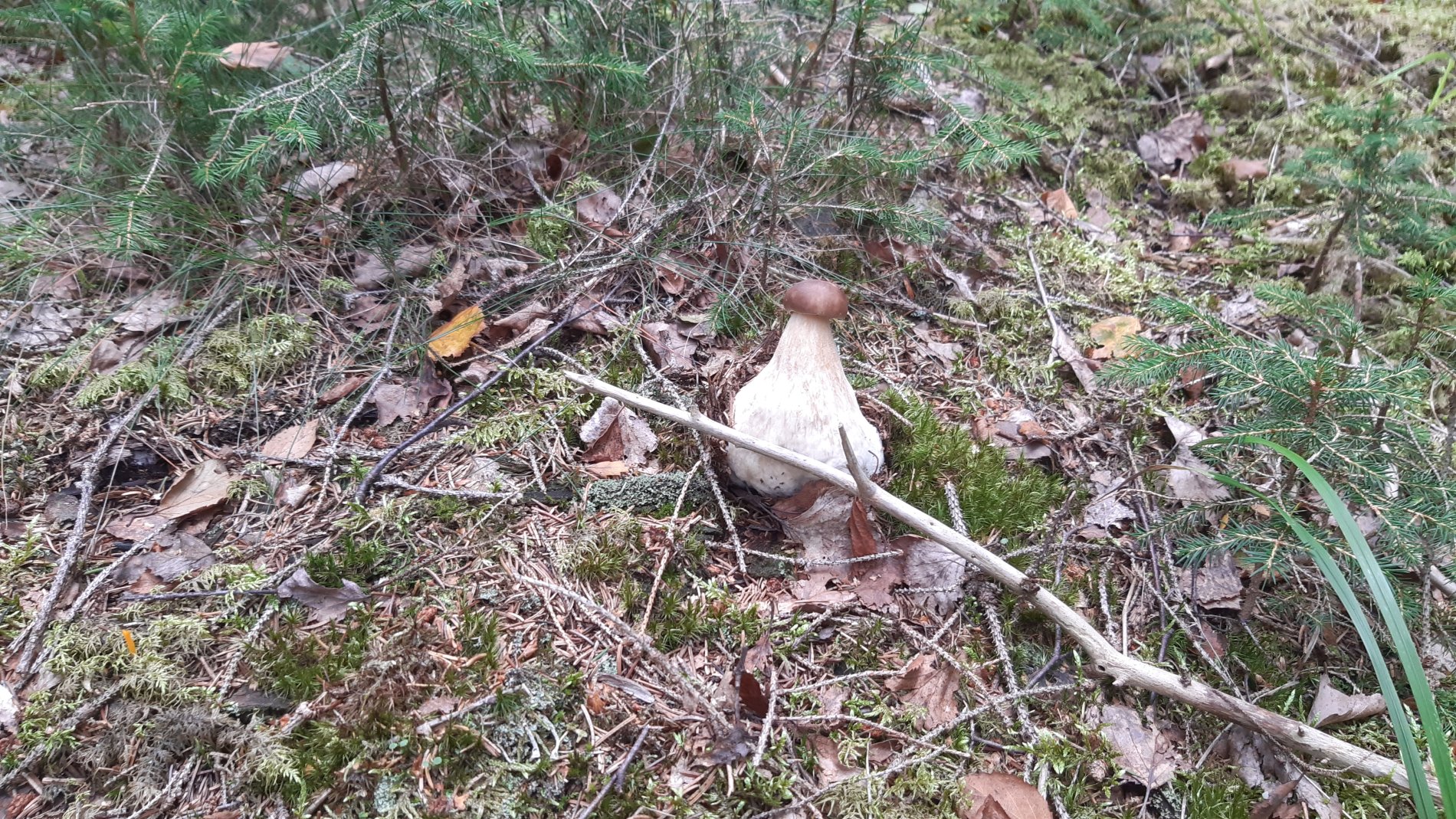 🌲 Natur