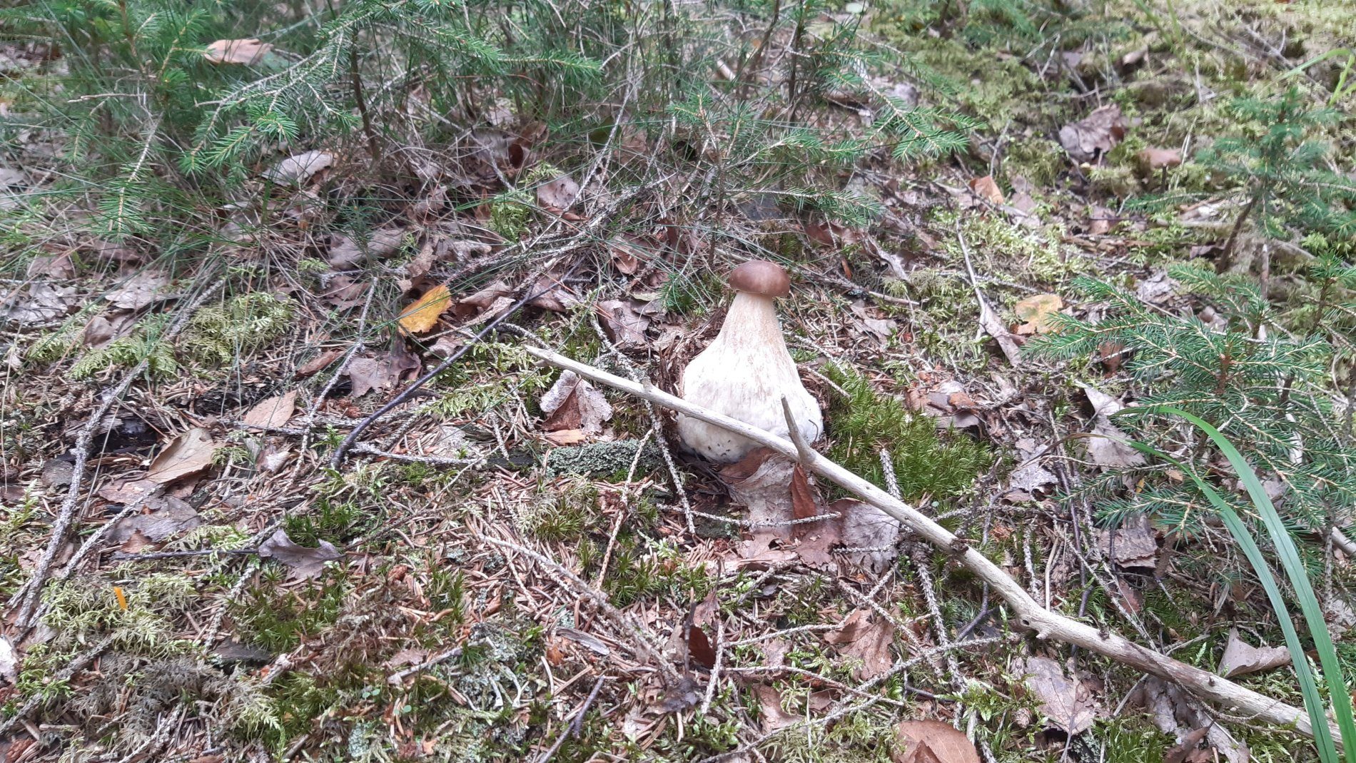 🌲 Nature