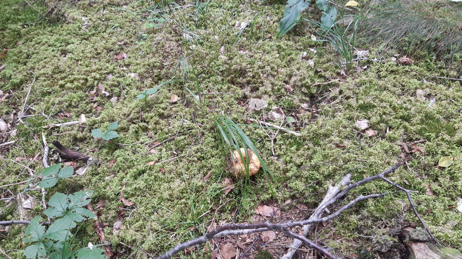 🌲 Nature