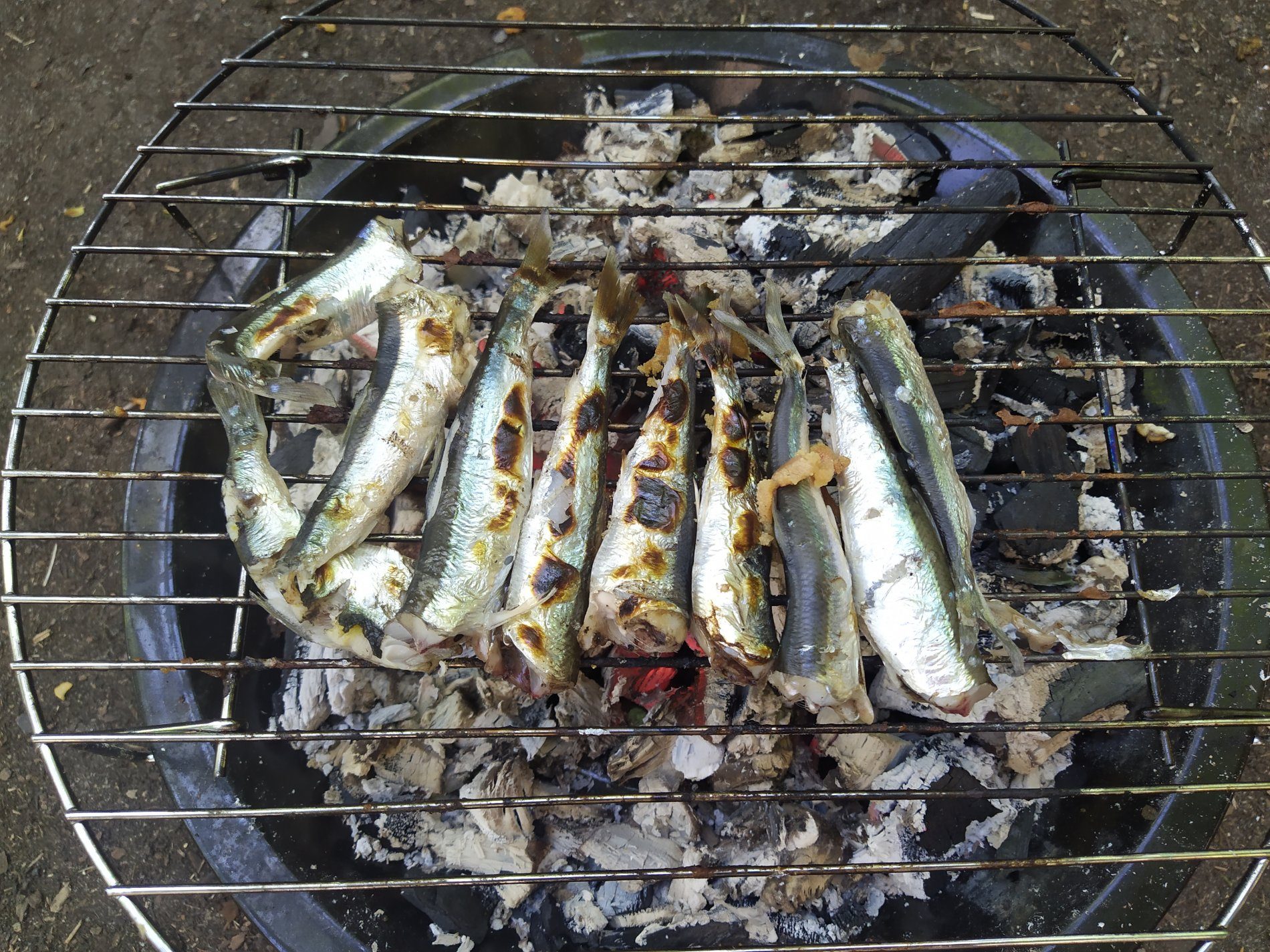 🐟 Herring and Mackerel