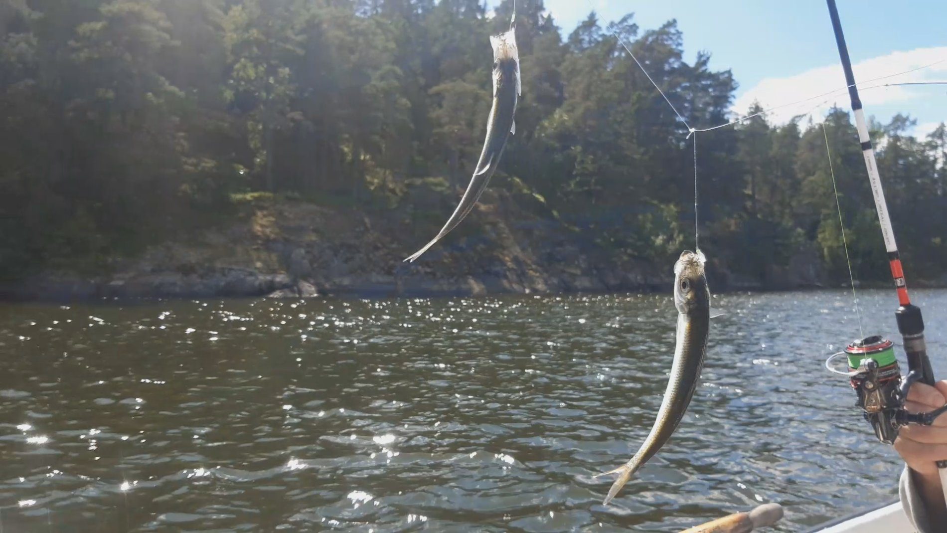 Baltic Herring