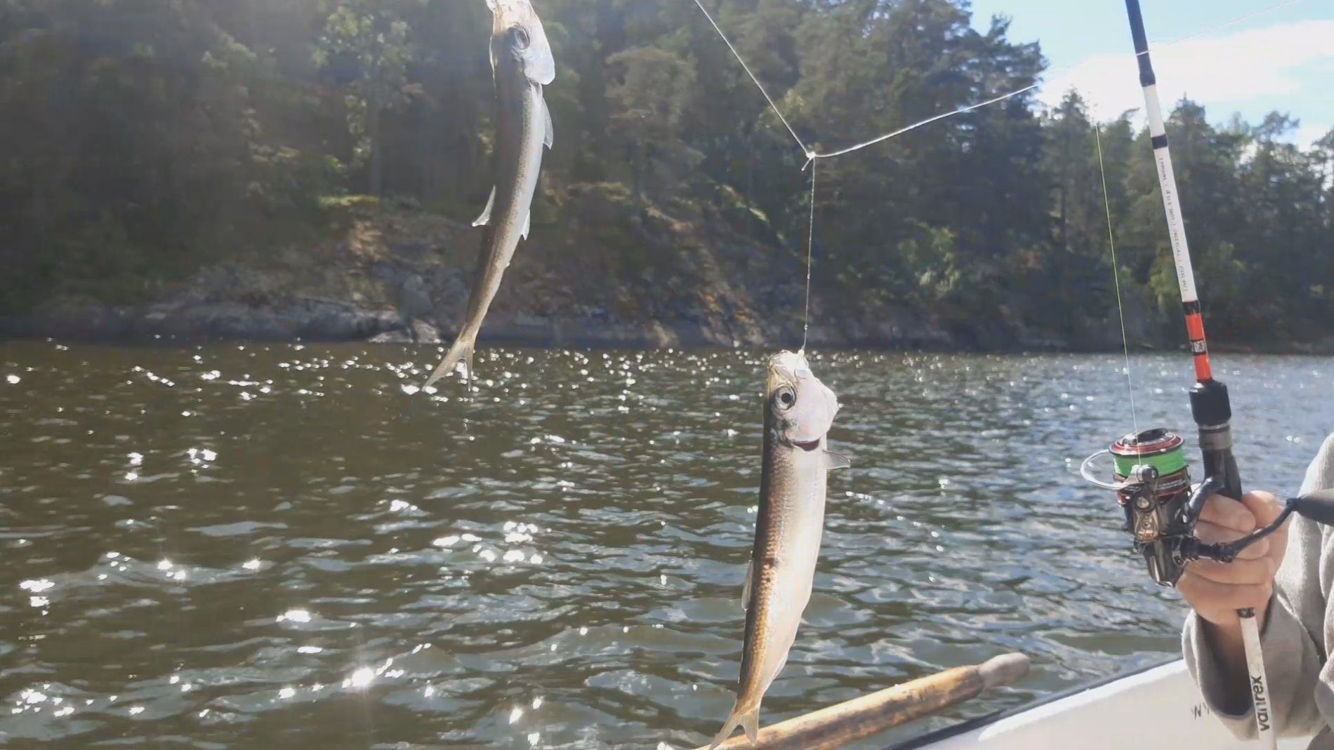 🐟 Herring and Mackerel