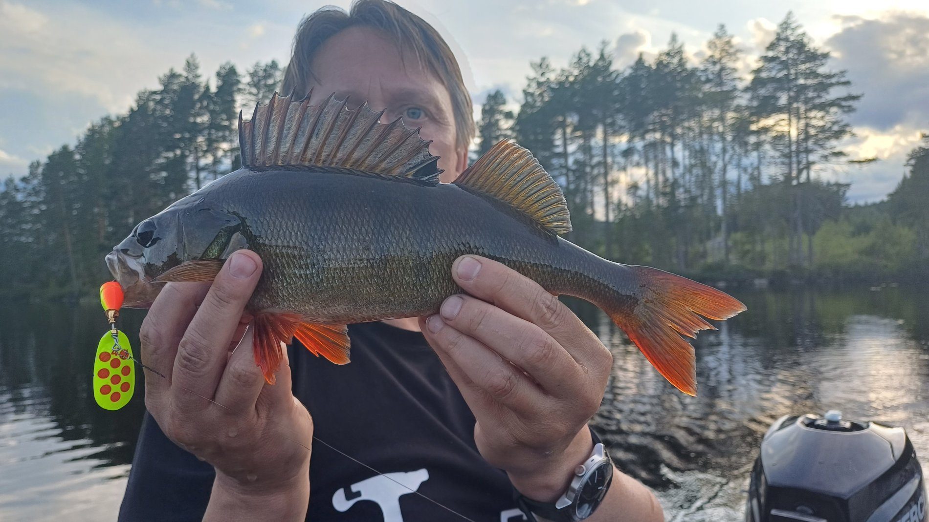 Large perch caught in Värmland