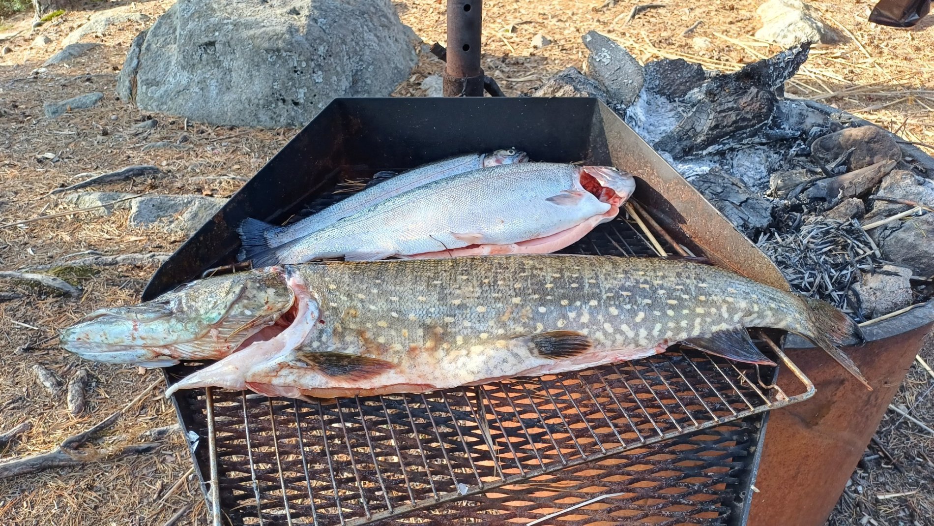 Fisk på grillen
