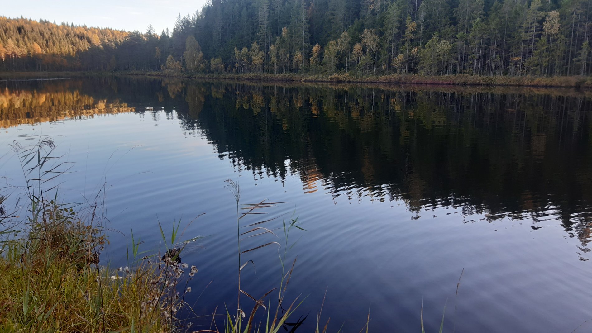 🌲 Natur